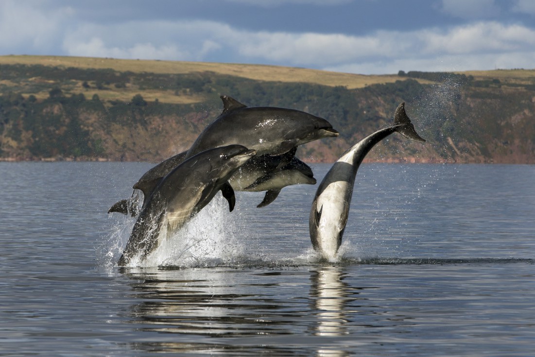Dolphins